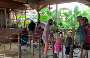 Remembering When: Fight Broke Out in Queue of Jungle Cruise at Magic Kingdom