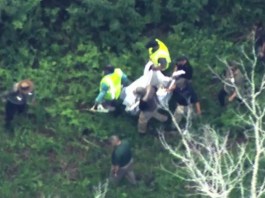 VIDEO: Black Bear Captured at Magic Kingdom