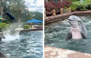 WATCH: Dolphin Slings Toy at Guests During Encounter at SeaWorld Orlando