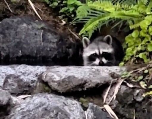 Raccoon Frolicking in Adventureland at Magic Kingdom Caught on Camera