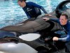 SeaWorld Orlando Announces Death of Killer Whale Katina