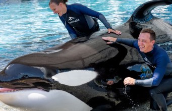 SeaWorld Orlando Announces Death of Killer Whale Katina